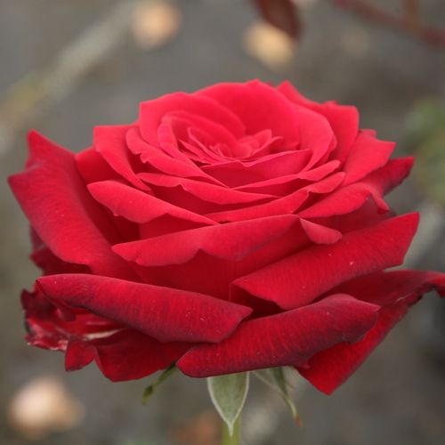 E-commerce, vendita, rose, in, vaso rose ibridi di tea - rosso - Rosa Ingrid Bergman™ - rosa mediamente profumata - L. Pernille Olesen,  Mogens Nyegaard Olesen - ,-
